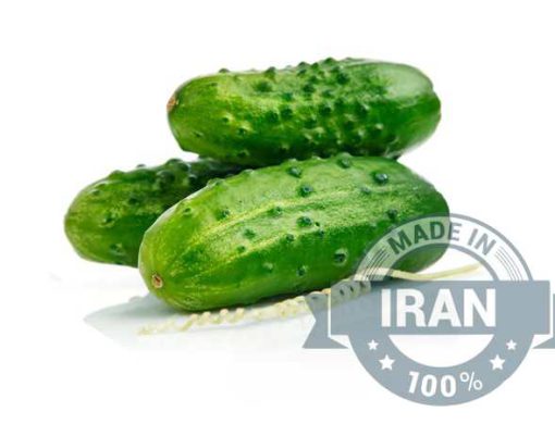 Iranian Spiky Cucumber