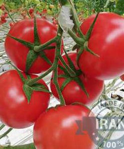 Alternative view of Export-Quality Tomatoes from Iran