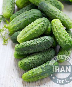 Alternative view of Iranian Spiky Cucumber