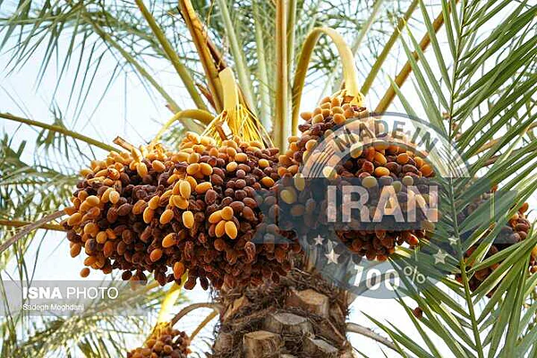 =Date harvest begins in the palm groves of Mehran County
