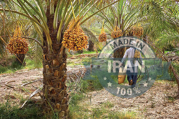 =South Khorasan dates set a record: 3,900 tons produced and a big question for palm growers