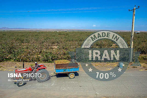 =Zarandieh pistachios; green wealth on thirsty soil