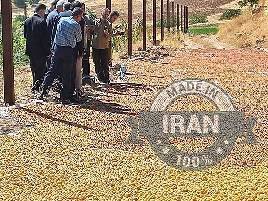 =Asadabad shallot cultivation area reaches 100 hectares